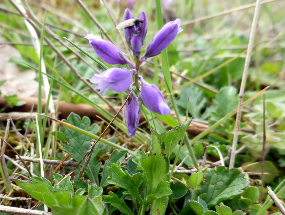 Welk bloemetje is dit